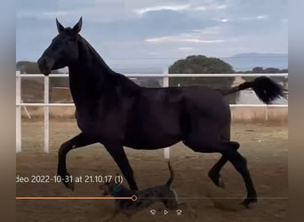 PRE, Mare, 11 years, 16,1 hh, Black