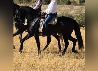 PRE, Mare, 11 years, Black