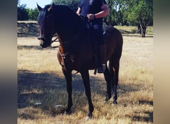 PRE, Mare, 11 years, Black