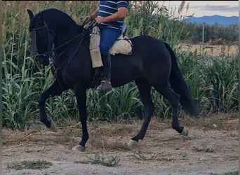 PRE, Mare, 11 years, Black