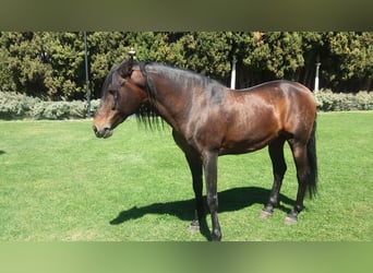 PRE, Mare, 11 years, Black