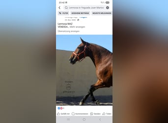 PRE Mix, Mare, 11 years