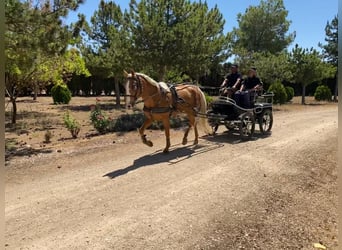 PRE Mix, Mare, 11 years, Pearl