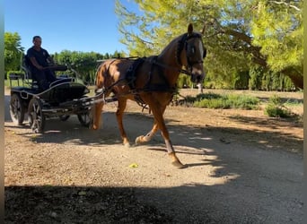 PRE Mix, Mare, 11 years, Pearl