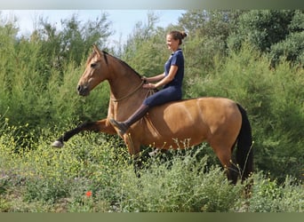 PRE Mix, Mare, 12 years, 14.3 hh, Dun