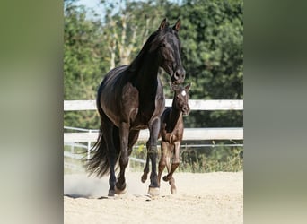 PRE, Mare, 12 years, 15.2 hh, Black