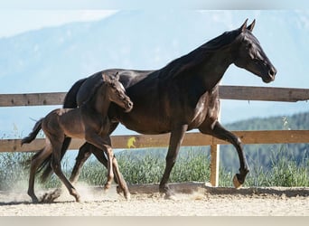PRE, Mare, 12 years, 15.2 hh, Black