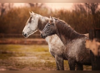 PRE, Mare, 12 years, 15.2 hh, Gray