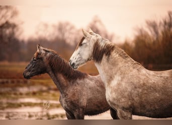 PRE, Mare, 12 years, 15.2 hh, Gray