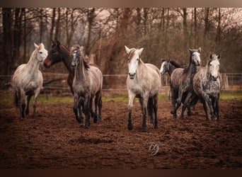 PRE, Mare, 12 years, 15.2 hh, Gray