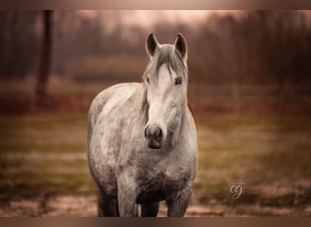 PRE, Mare, 12 years, 15.2 hh, Gray