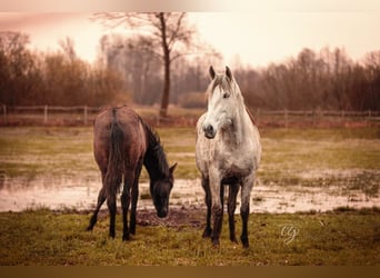 PRE, Mare, 12 years, 15.2 hh, Gray