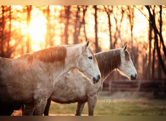 PRE, Mare, 12 years, 15.2 hh, Gray