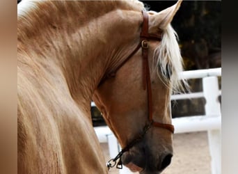 PRE Mix, Mare, 12 years, 15.2 hh, Palomino