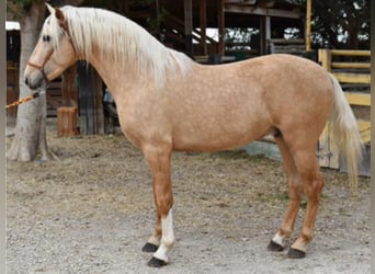PRE Mix, Mare, 12 years, 15.2 hh, Palomino