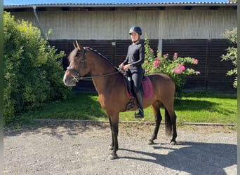 PRE, Mare, 12 years, 15.3 hh, Brown