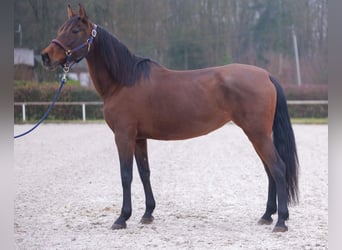 PRE Mix, Mare, 12 years, 15,3 hh, Brown