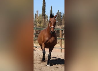 PRE Mix, Mare, 12 years, 15,2 hh, Brown