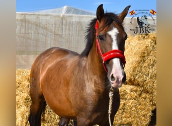 PRE Mix, Mare, 12 years, 15,2 hh, Brown