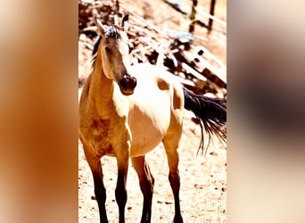 PRE Mix, Mare, 12 years, 15,2 hh, Dun