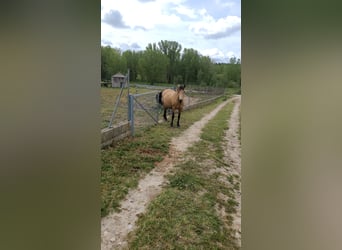 PRE Mix, Mare, 12 years, 15,2 hh, Dun