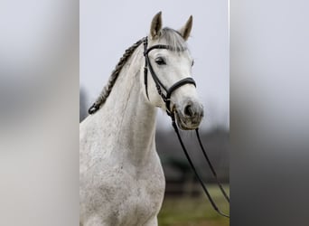 PRE Mix, Mare, 12 years, 15,2 hh, Grey