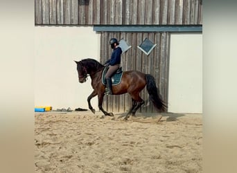 PRE Mix, Mare, 12 years, 16 hh, Brown