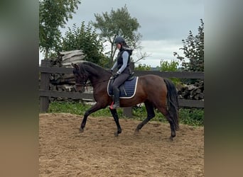 PRE Mix, Mare, 12 years, 16 hh, Brown