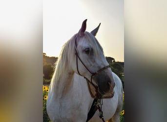 PRE, Mare, 12 years, 16 hh, Gray-Dapple