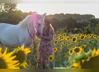 PRE, Mare, 12 years, 16 hh, Gray-Dapple