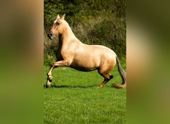 PRE, Mare, 12 years, 16 hh, Palomino