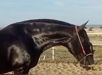 PRE, Mare, 12 years, 16,1 hh, Black