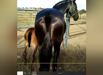 PRE, Mare, 12 years, 16,1 hh, Black