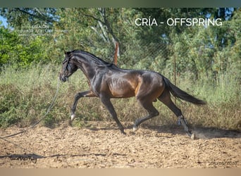 PRE Mix, Mare, 12 years, 16,1 hh, Brown