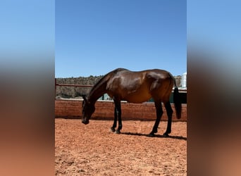 PRE, Mare, 12 years, 16,2 hh, Bay-Dark