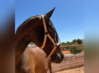 PRE, Mare, 12 years, 16,2 hh, Bay-Dark