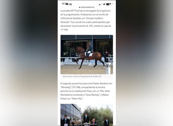 PRE Mix, Mare, 12 years, 16,2 hh, Brown