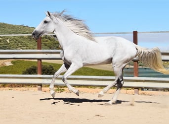 PRE, Mare, 12 years, Grey