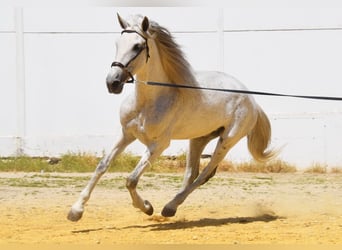 PRE, Mare, 12 years, Grey