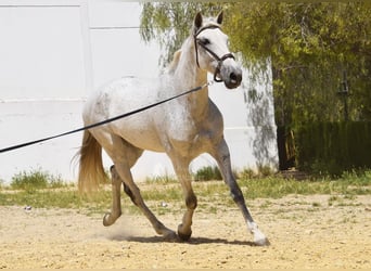 PRE, Mare, 12 years, Grey