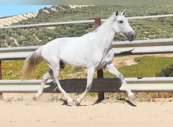 PRE, Mare, 12 years, Grey