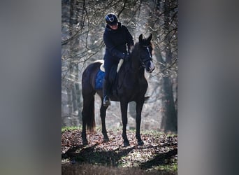 PRE Mix, Mare, 13 years, 15,1 hh, Black