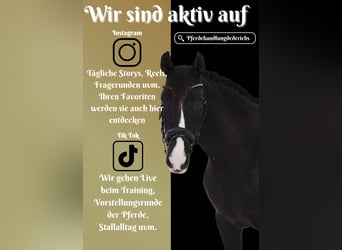 PRE Mix, Mare, 13 years, 15,1 hh, Black