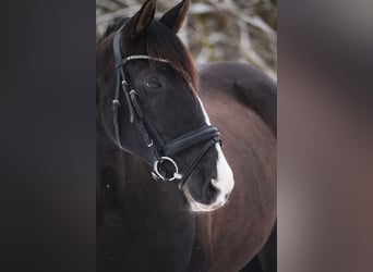 PRE Mix, Mare, 13 years, 15,1 hh, Black