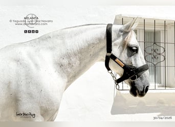 PRE, Mare, 13 years, 15.1 hh, Grey