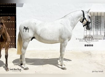PRE, Mare, 13 years, 15.1 hh, Grey