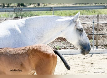 PRE, Mare, 13 years, 15.1 hh, Grey