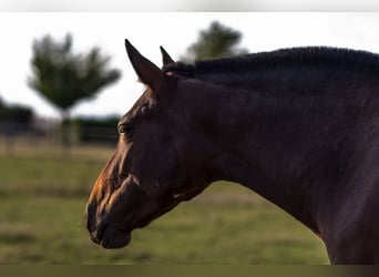 PRE Mix, Mare, 13 years, 15,2 hh, Brown