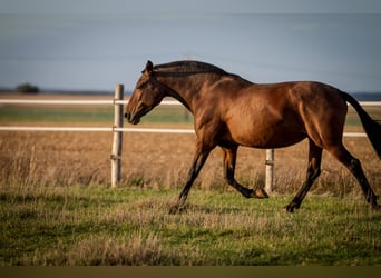 PRE Mix, Mare, 13 years, 15,2 hh, Brown