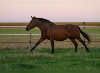 PRE Mix, Mare, 13 years, 15,2 hh, Brown